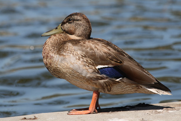 Female mallard duck by Andrew Schmidt via PublicDomainPictures.net