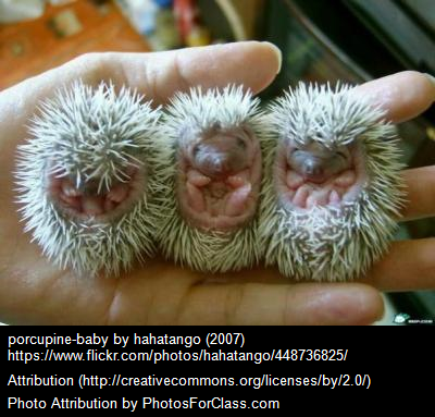 baby porcupines
