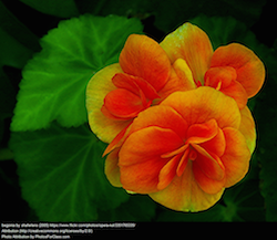 begonia