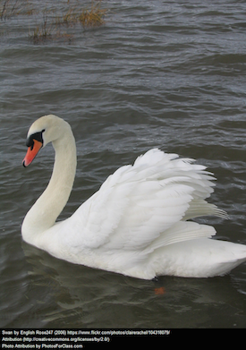 swan